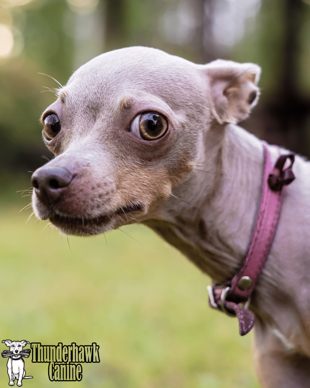 Untitled design Canine Good Citizen