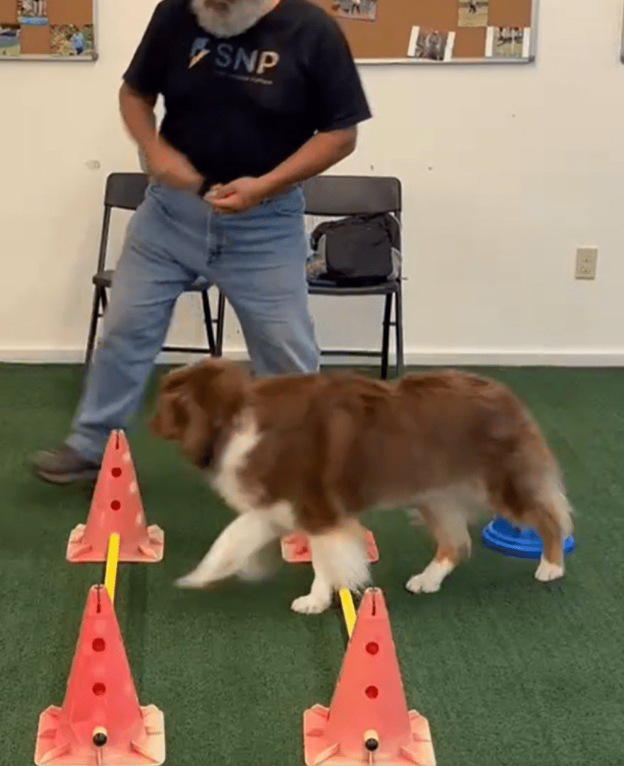 Untitled design Basic Obedience copy